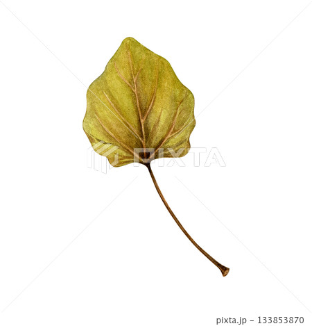 Watercolor painting of an autumn poplar leaf on a white background. Good for postcards, books, invitations, greeting cards, wallpaper and textiles 133853870