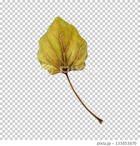 Watercolor painting of an autumn poplar leaf on a white background. Good for postcards, books, invitations, greeting cards, wallpaper and textiles 133853870