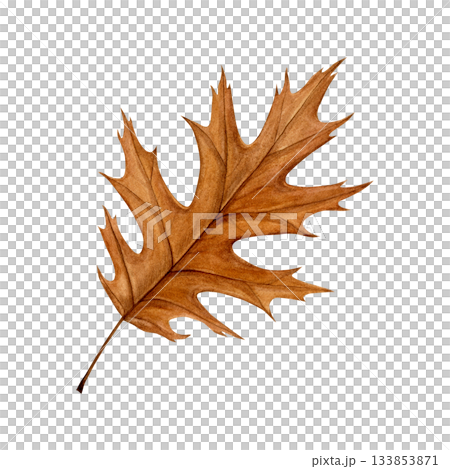 Watercolor illustration of a brown oak leaf with detailed veins and natural texture. Hand-painted style. Good for autumn designs, postcards, botanical prints, patterns, scrapbooking and seasonal decor Watercolor illustration of a brown oak leaf with detailed veins and natural texture. Hand-painted style. Good for autumn designs, postcards, botanical prints, patterns, scrapbooking and seasonal decor 133853871