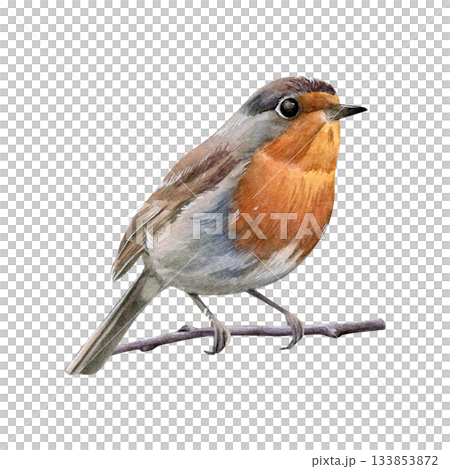 Robin. Watercolor illustration of a small bird with an orange breast perched on a twig. Painted in a realistic botanical style. Good for nature prints, greeting cards, invitations and seasonal designs Robin. Watercolor illustration of a small bird with an orange breast perched on a twig. Painted in a realistic botanical style. Good for nature prints, greeting cards, invitations and seasonal designs 133853872