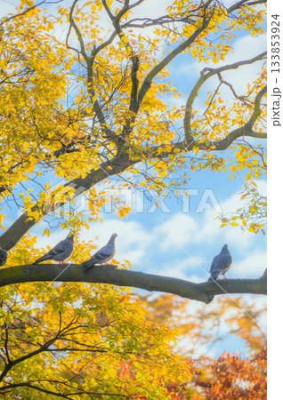 朝の光と枝に留まるハト【11月】 133853924