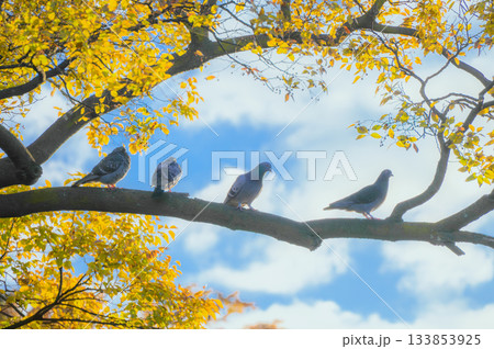 朝の光と枝に留まるハト【11月】 133853925