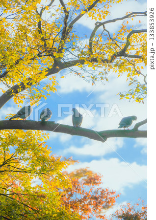 朝の光と枝に留まるハト【11月】 133853926