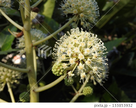 日本固有種であるウコギ科の常緑低木「ヤツデ」の花 日本固有種であるウコギ科の常緑低木「ヤツデ」の花 133853932