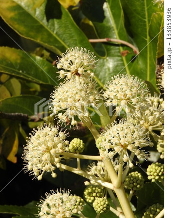 日本固有種であるウコギ科の常緑低木「ヤツデ」の花 日本固有種であるウコギ科の常緑低木「ヤツデ」の花 133853936