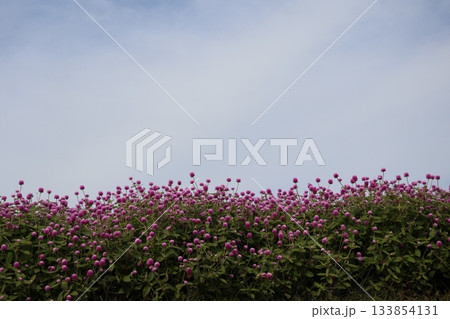 ピンクの満開の千日紅の花畑の風景 ピンクの満開の千日紅の花畑の風景 133854131
