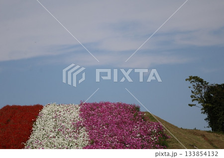 白い雲と青空と赤のサルビアと白とピンクの秋桜の花畑のある公園の風景 白い雲と青空と赤のサルビアと白とピンクの秋桜の花畑のある公園の風景 133854132