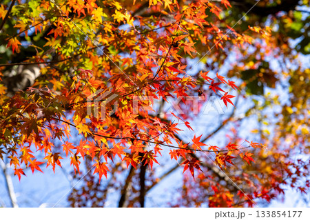 秋の青空と紅葉 秋の青空と紅葉 133854177