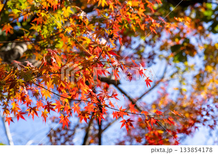 秋の青空と紅葉 秋の青空と紅葉 133854178