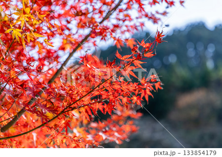 秋の青空と紅葉 133854179