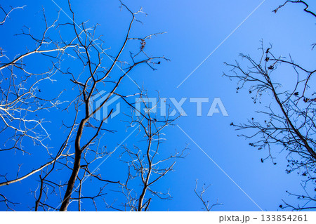 The sky is blue and the trees are bare The sky is blue and the trees are bare 133854261