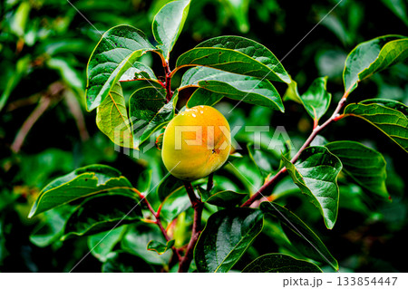 Persimmon tree with Ripe orange persimmons fruit in autumn garden in Korea Persimmon tree with Ripe orange persimmons fruit in autumn garden in Korea 133854447
