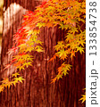 木陰の紅葉 133854738