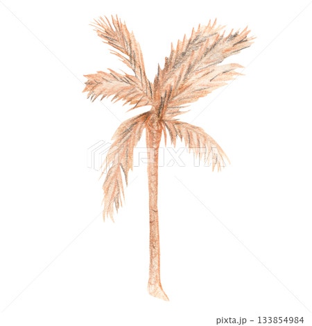 Pastel palm tree hand drawn tropical illustration in warm earthy tones Pastel palm tree hand drawn tropical illustration in warm earthy tones 133854984