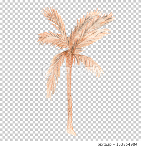 Pastel palm tree hand drawn tropical illustration in warm earthy tones Pastel palm tree hand drawn tropical illustration in warm earthy tones 133854984