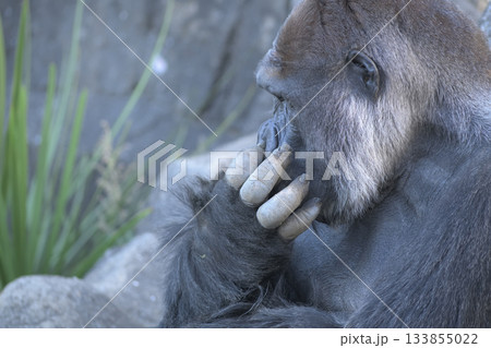 鼻のあなをほじくっていると誤解されそうなゴリラ 133855022