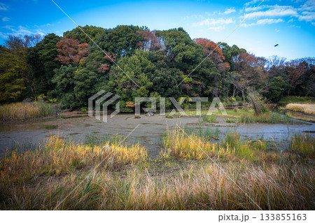 光が丘公園バードサンクチュアリ 光が丘公園バードサンクチュアリ 133855163