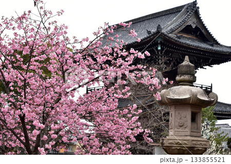 紅梅が咲く清涼寺 133855521