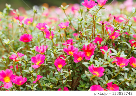 ポーチュラカが咲き広がるピンクの花畑 133855742