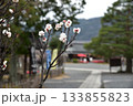 白梅が咲く清涼寺 133855823
