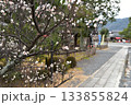 白梅が咲く清涼寺 133855824
