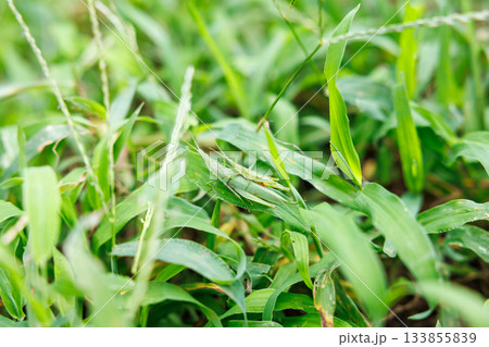 草むらに擬態するカマキリのクローズアップ 草むらに擬態するカマキリのクローズアップ 133855839