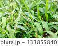 草むらに擬態するカマキリのクローズアップ 133855840
