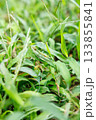 草むらに擬態するカマキリのクローズアップ 133855841