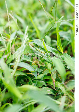 草むらに擬態するカマキリのクローズアップ 133855841