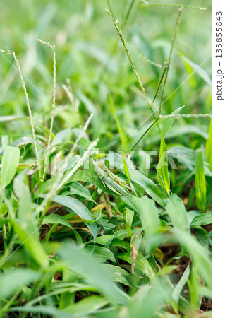 草むらに擬態するカマキリのクローズアップ 草むらに擬態するカマキリのクローズアップ 133855843