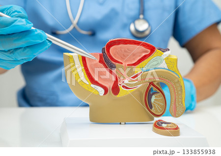 Male reproductive system, Asian doctor holding human anatomy model for study diagnosis and treatment in hospital. Male reproductive system, Asian doctor holding human anatomy model for study diagnosis and treatment in hospital. 133855938