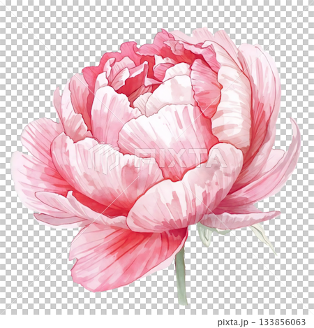 Watercolor pink peony flower 133856063