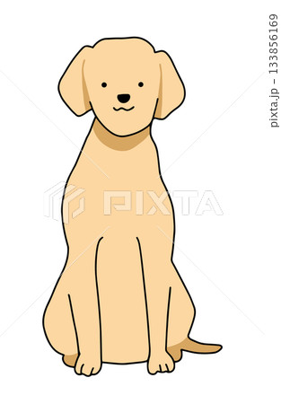 おすわりをして正面を見る　犬　ラブラドールレトリバー　主線あり 133856169