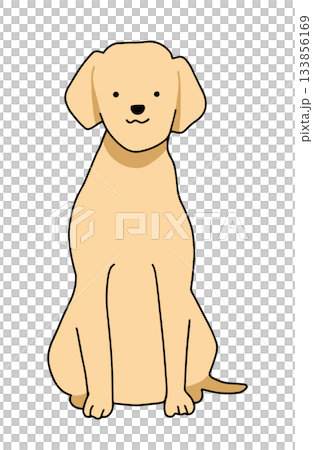 おすわりをして正面を見る　犬　ラブラドールレトリバー　主線あり 133856169