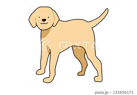 立ってこちらを見ている　手書きイラスト　犬　ラブラドールレトリバー　主線あり 133856171