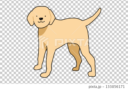 站著,看著你——手繪拉布拉多尋回犬插圖,線條流暢。 站著,看著你——手繪拉布拉多尋回犬插圖,線條流暢。 133856171