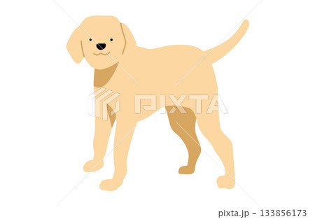 立ってこちらを見ている　手書きイラスト　犬　ラブラドールレトリバー　主線なし 133856173