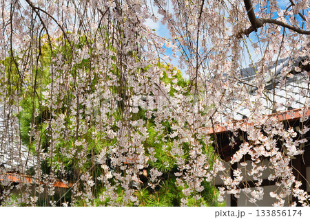 京都 本満寺の枝垂れ桜(京都府京都市上京区) 京都 本満寺の枝垂れ桜(京都府京都市上京区) 133856174