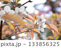 白い山桜の花 133856325