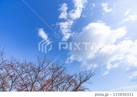 秋空と雲と木立 133856331