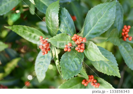 赤い実をつけたセンリョウ 133856343