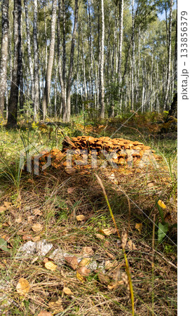 Colony of young honey mushrooms on a fallen tree in the forest. A pile of forest honey mushrooms in early autumn. Colony of young honey mushrooms on a fallen tree in the forest. A pile of forest honey mushrooms in early autumn. 133856379