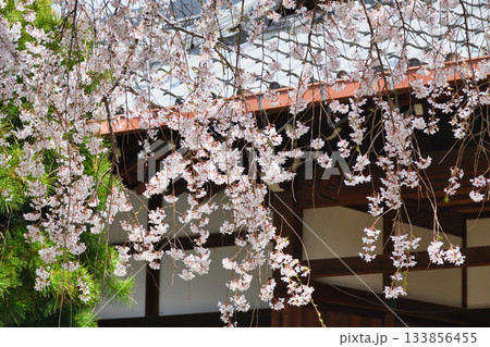 京都　本満寺の枝垂れ桜（京都府京都市上京区） 133856455