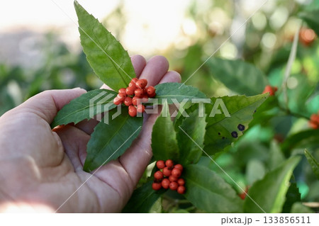 センリョウを手に持つ 133856511