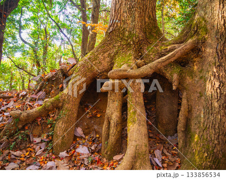 木の根のある風景 木の根のある風景 133856534