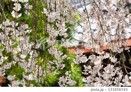 京都 本満寺の枝垂れ桜(京都府京都市上京区) 京都 本満寺の枝垂れ桜(京都府京都市上京区) 133856593