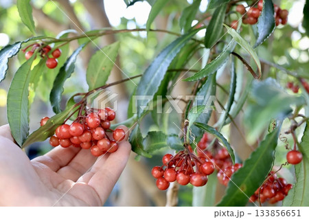 万両を持つ女性の手 133856651