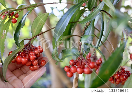 万両を持つ女性の手 133856652