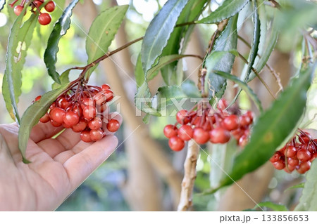 万両を持つ女性の手 133856653