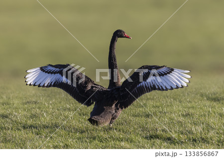 Black swan spreads its wings gracefully in Eempolder, Eemnes during a sunny day in the Netherlands 133856867